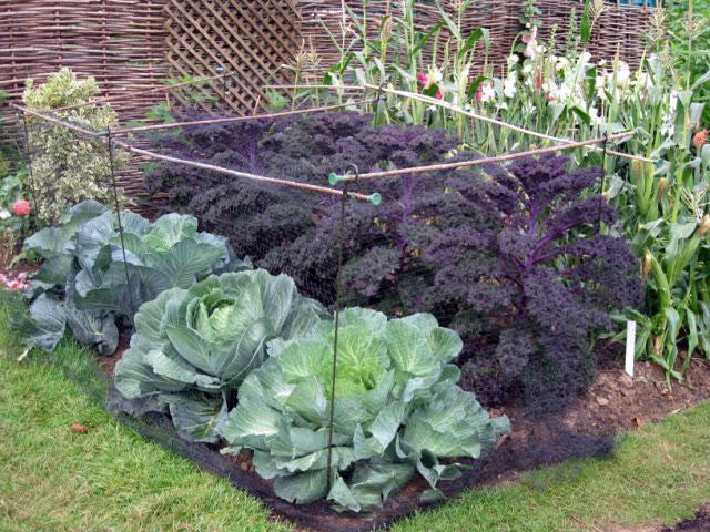 Kitchen Garden
