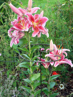 Herbaceous Borders