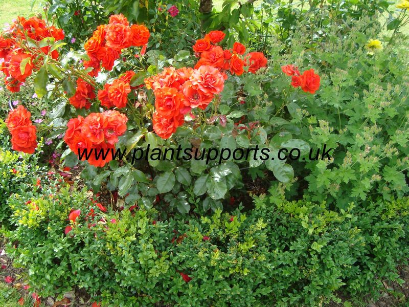 Arc pack of 4 55cm x 64cm A0006