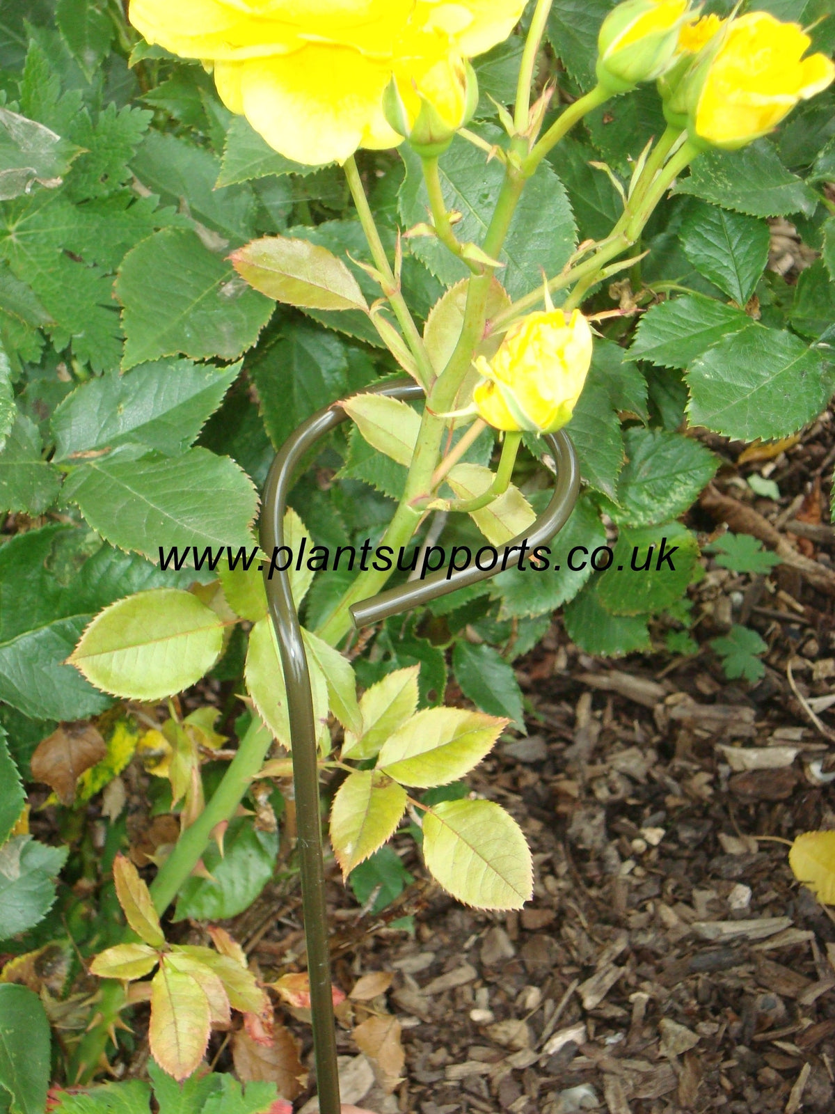 Loop Support Plant Loop 10cm x 75cm pack of 4 A0007 – Plant Supports (UK) Ltd
