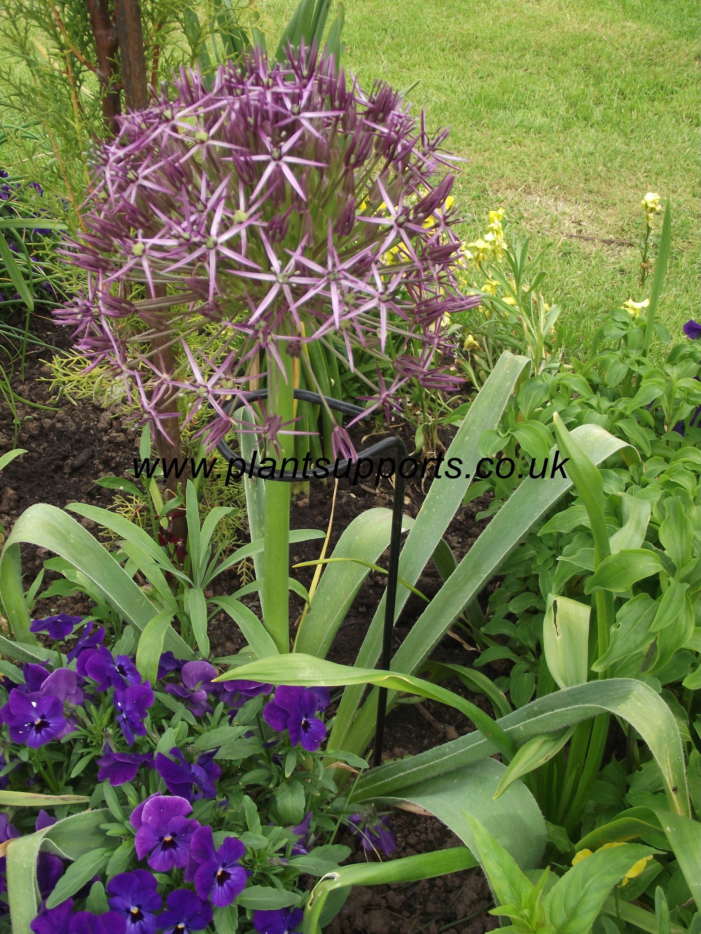 Loop Support Plant Loops and single stem Support – Plant Supports (UK) Ltd