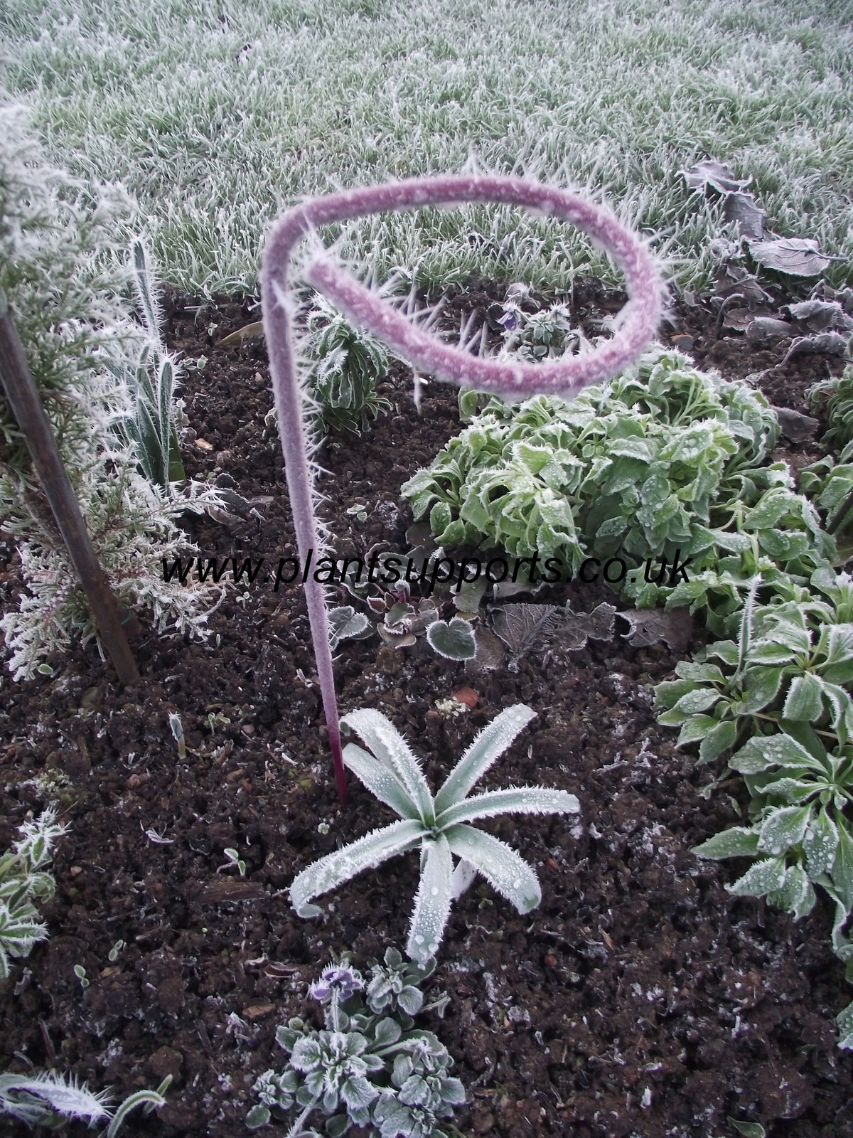 Loop Support Plant Loop 10cm x 75cm pack of 4 A0007 – Plant Supports (UK) Ltd