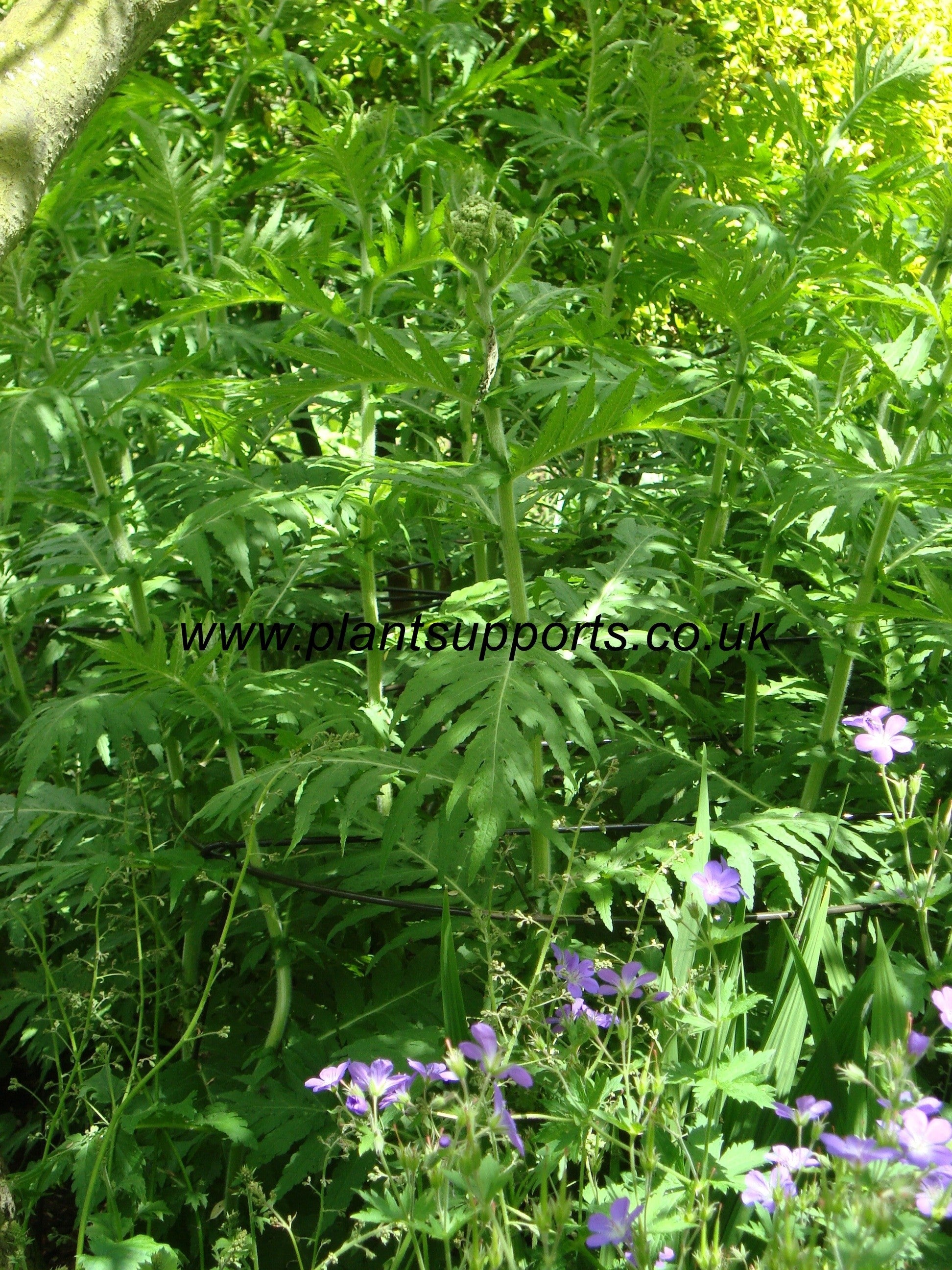 Grow Through (4 legs) 61cm x 94cm A0050- pack of 3