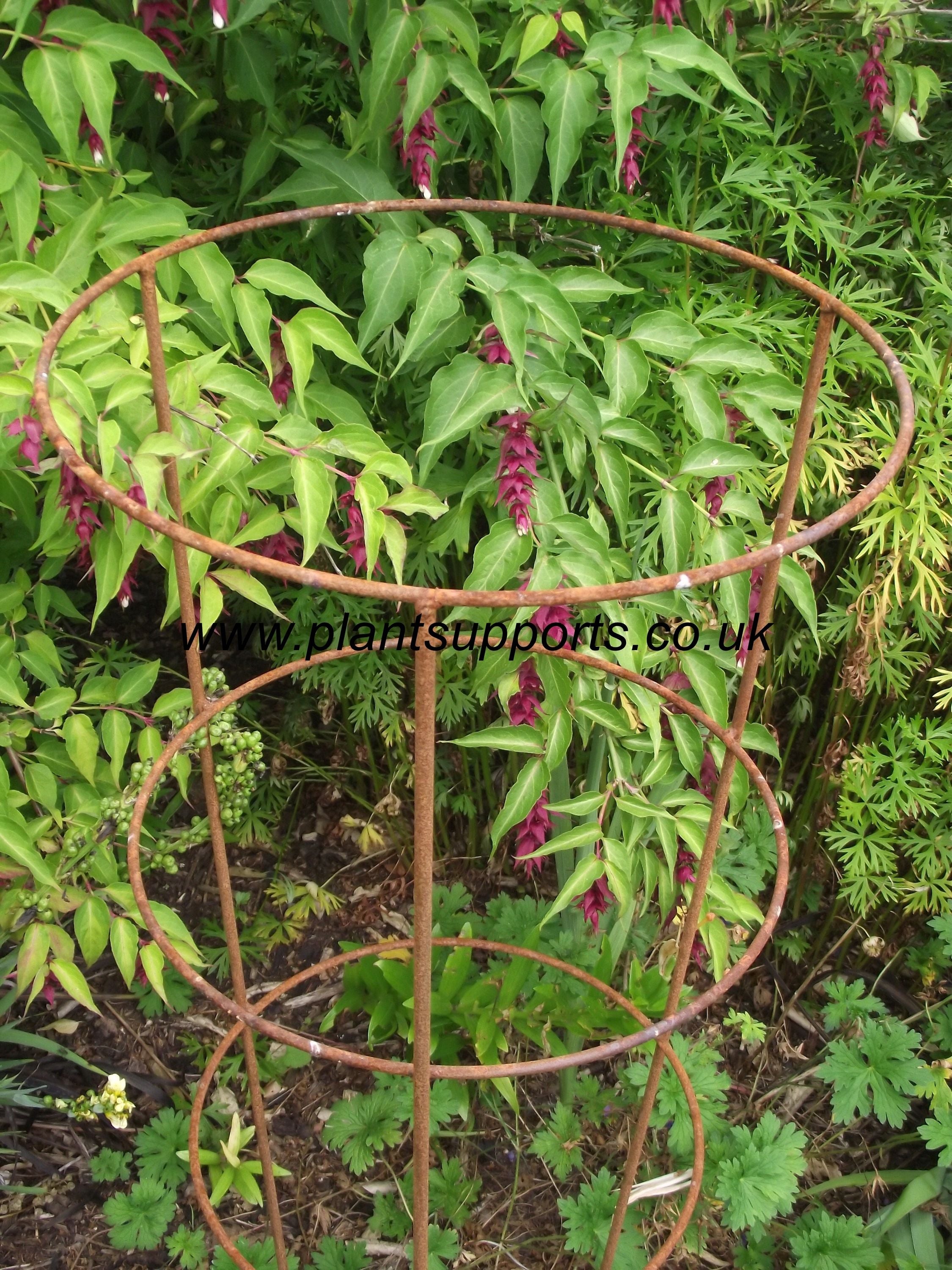 Tapered Peony support with 3 rings A0060A