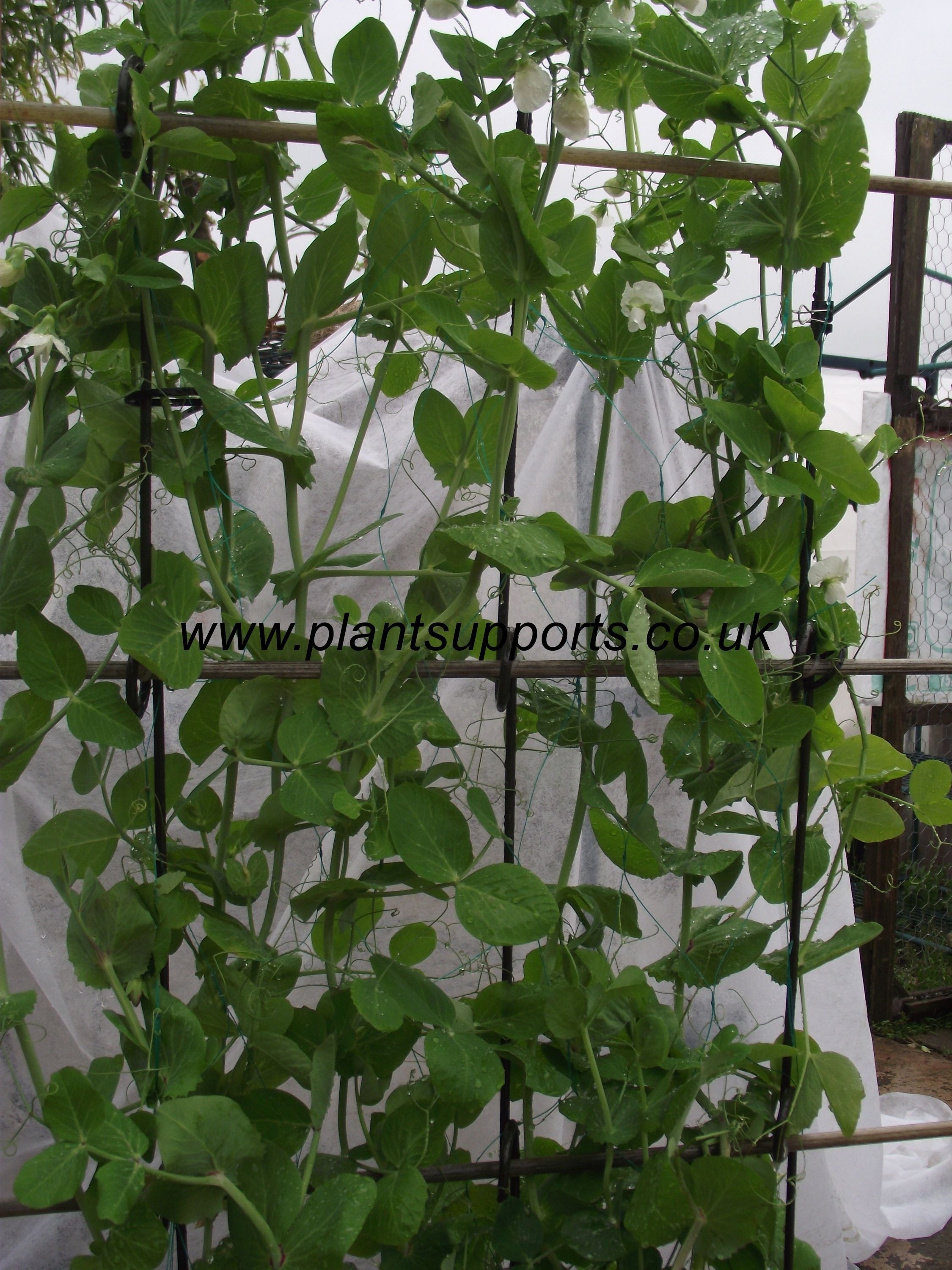 Pea Net Support Pack of 3 (112cm high) A0070
