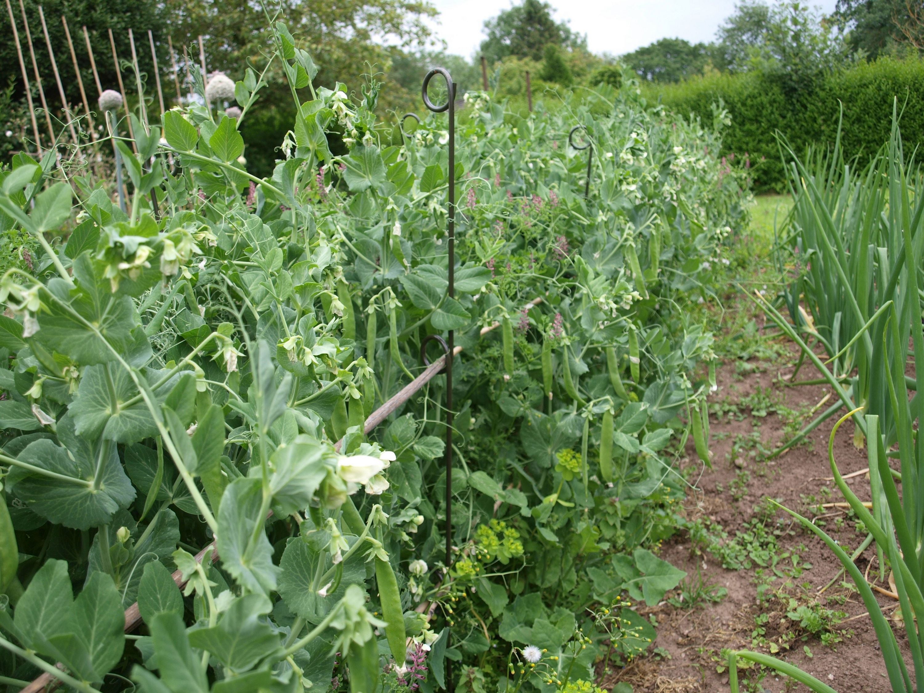 Pea Net Support Pack of 3 (147cm high) A0071 – Plant Supports (UK) Ltd