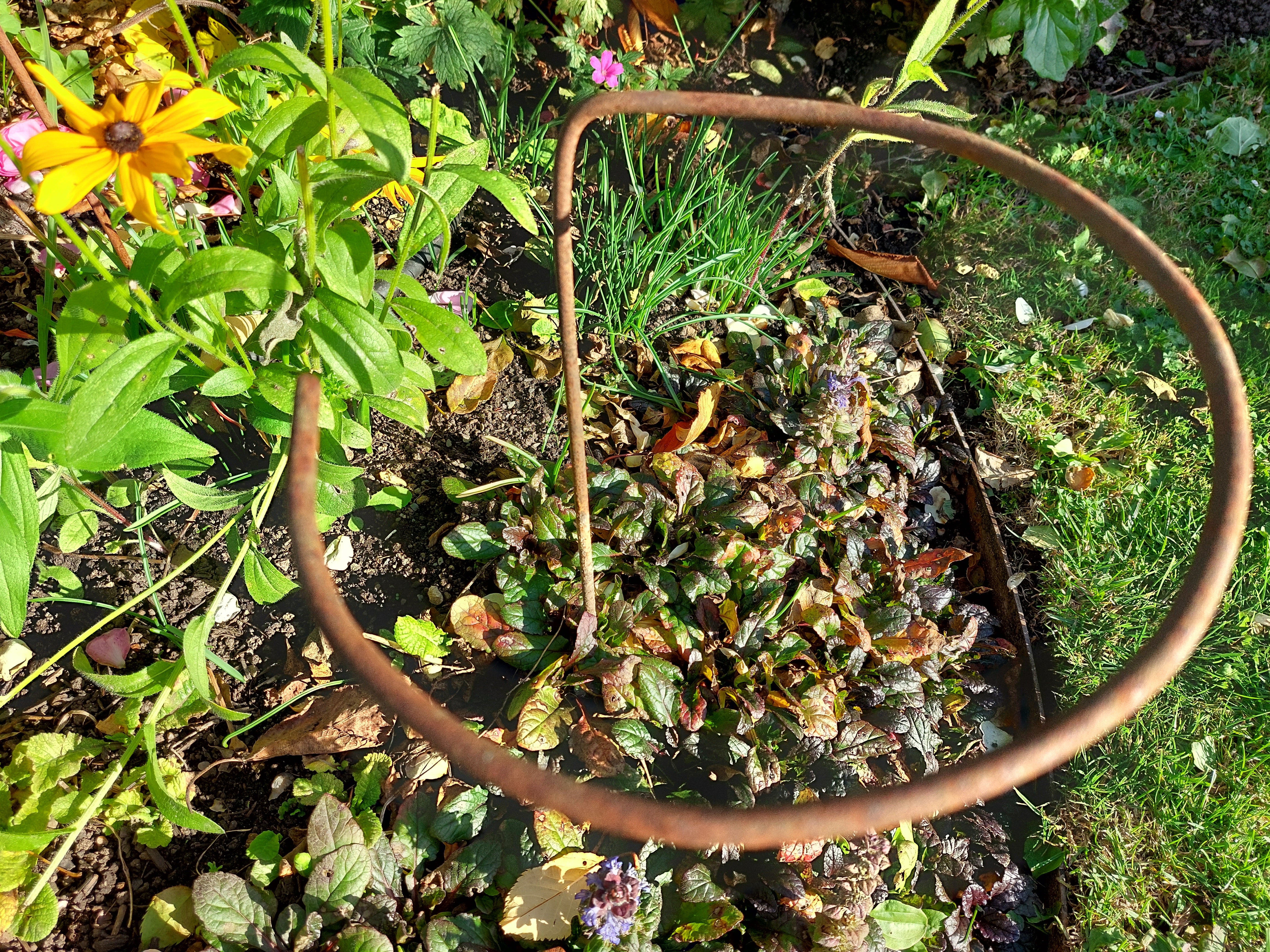 Loop Support Plant Loops and single stem Support – Plant Supports (UK) Ltd