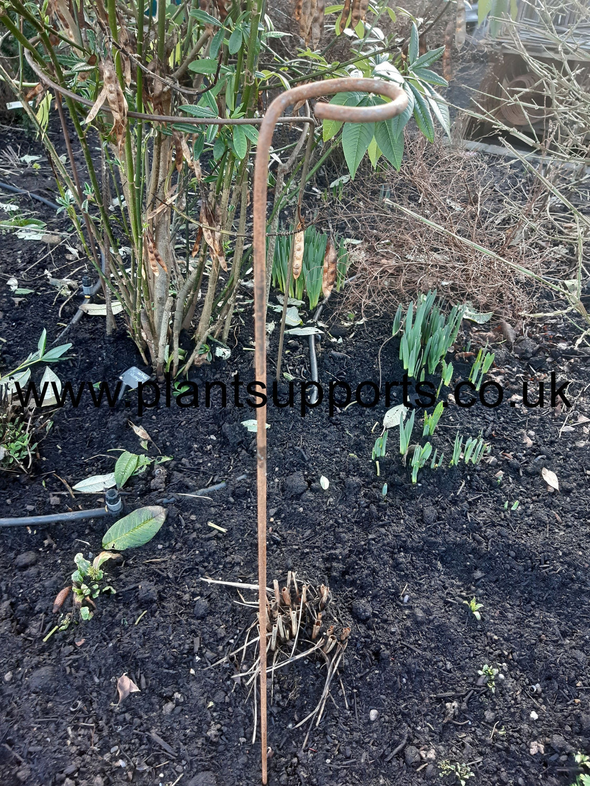 Loop Support Plant Loop pack of 4 - 6cm x 107cm A0084 – Plant Supports (UK) Ltd
