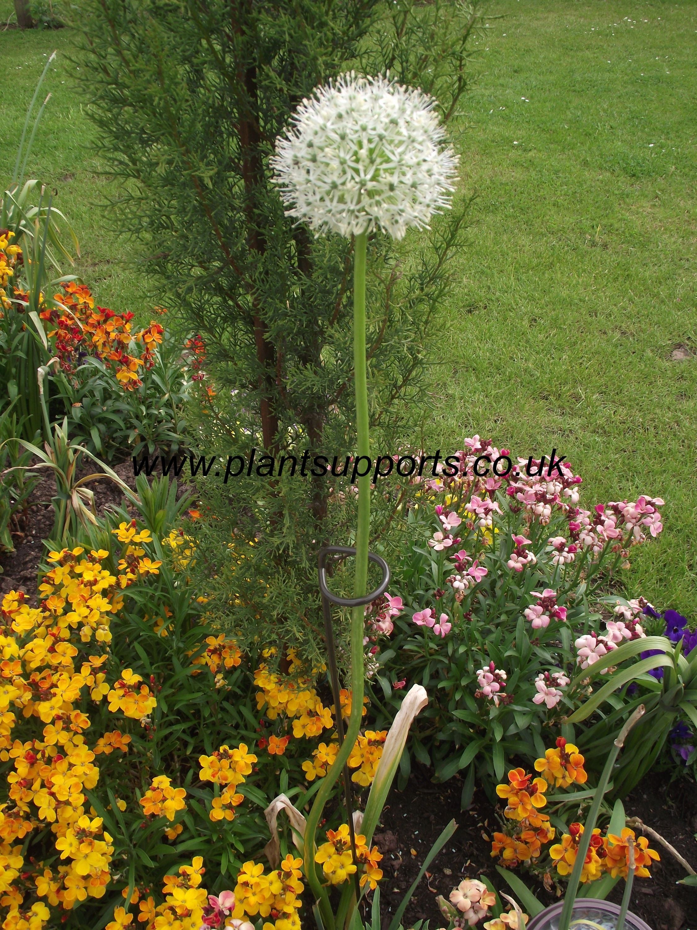 Loop Pack of 4 5cm x 89cm high A0086 – Plant Supports (UK) Ltd