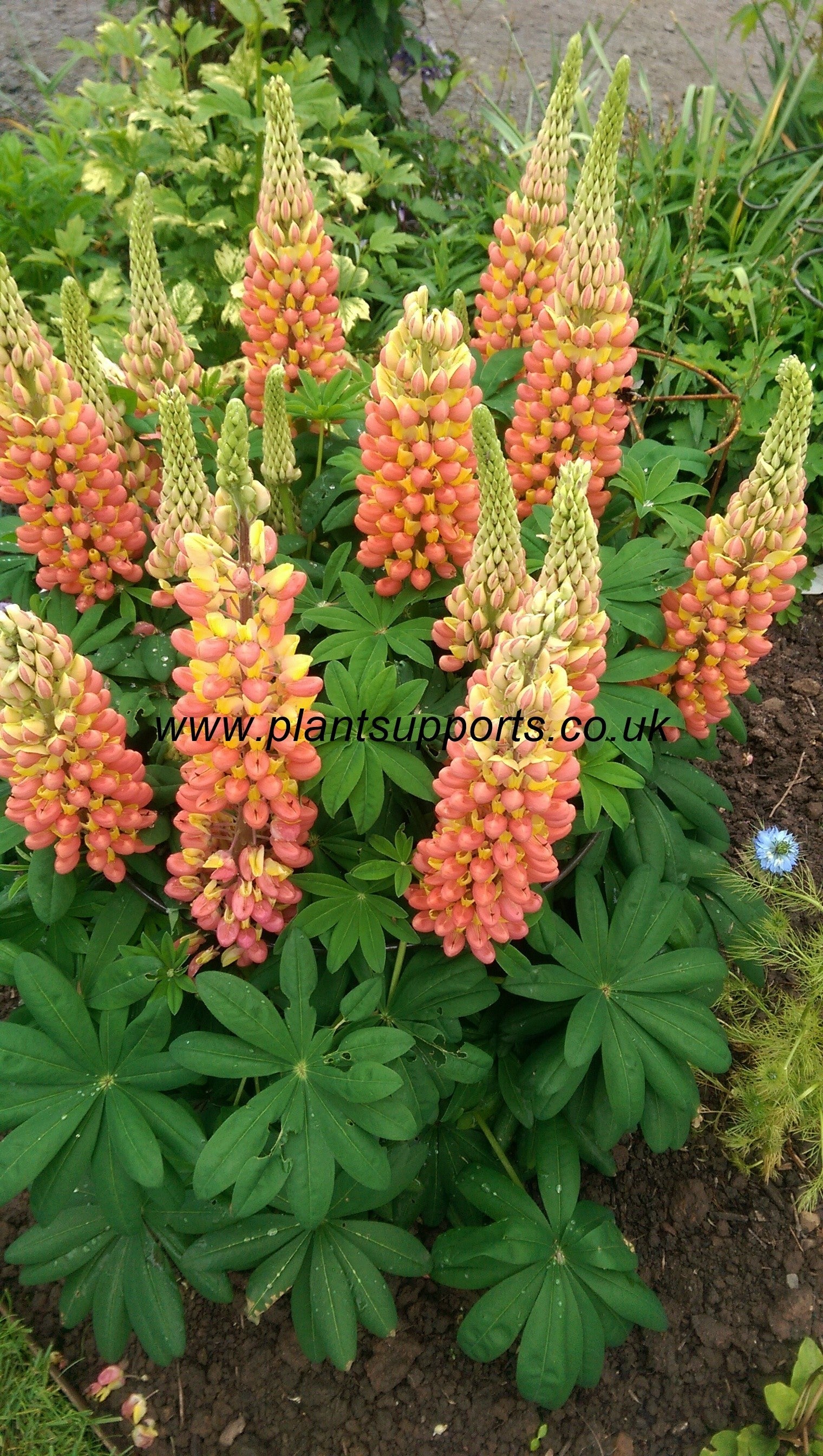 Grow Through (fixed leg) Pack of 10 37cm x 57cm A0087