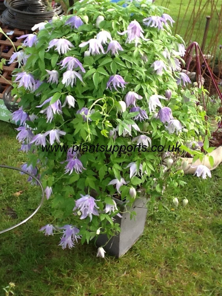 Clematis 'bud' Obelisk BUD01