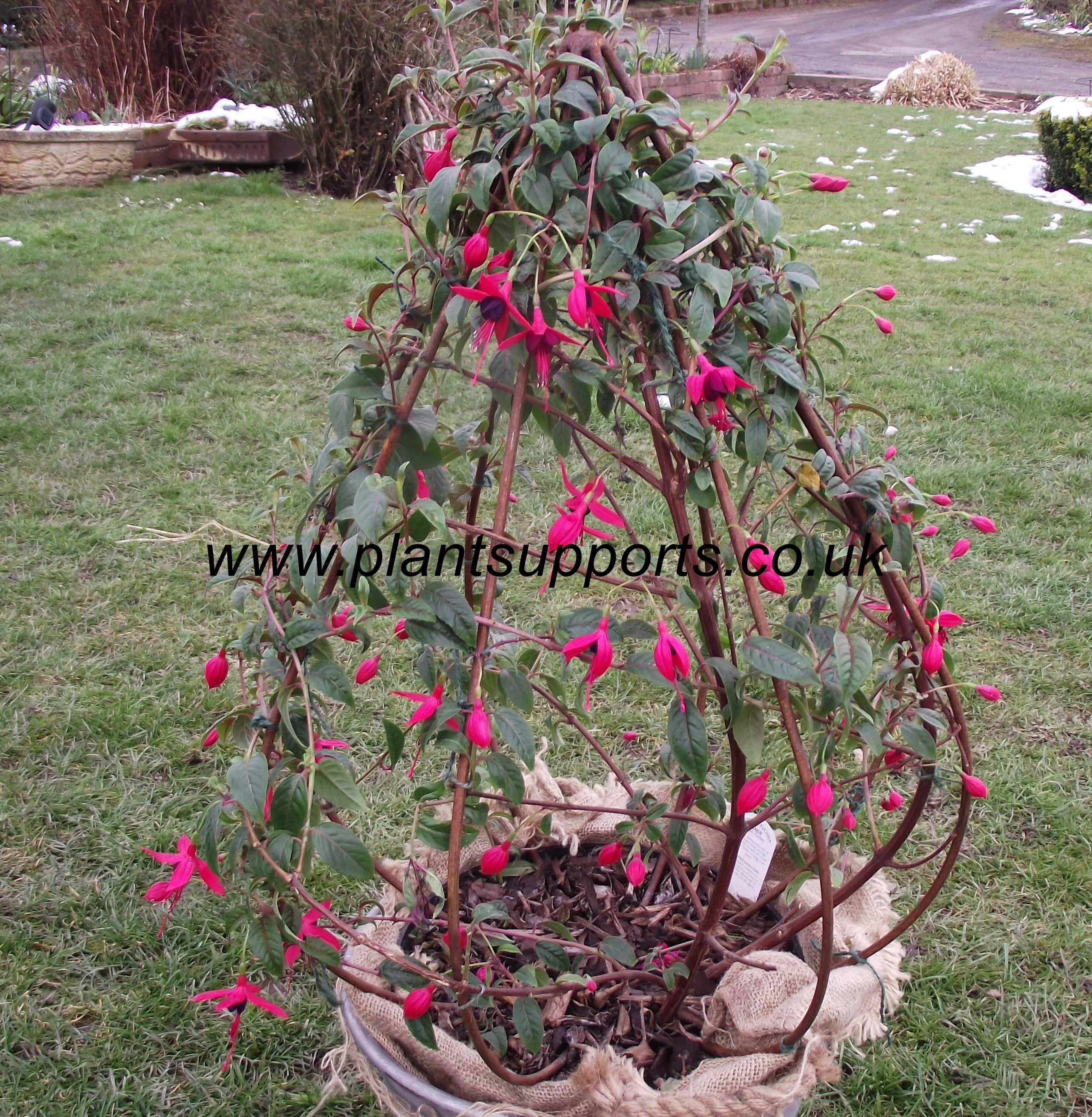 Clematis 'bud' Obelisk BUD01
