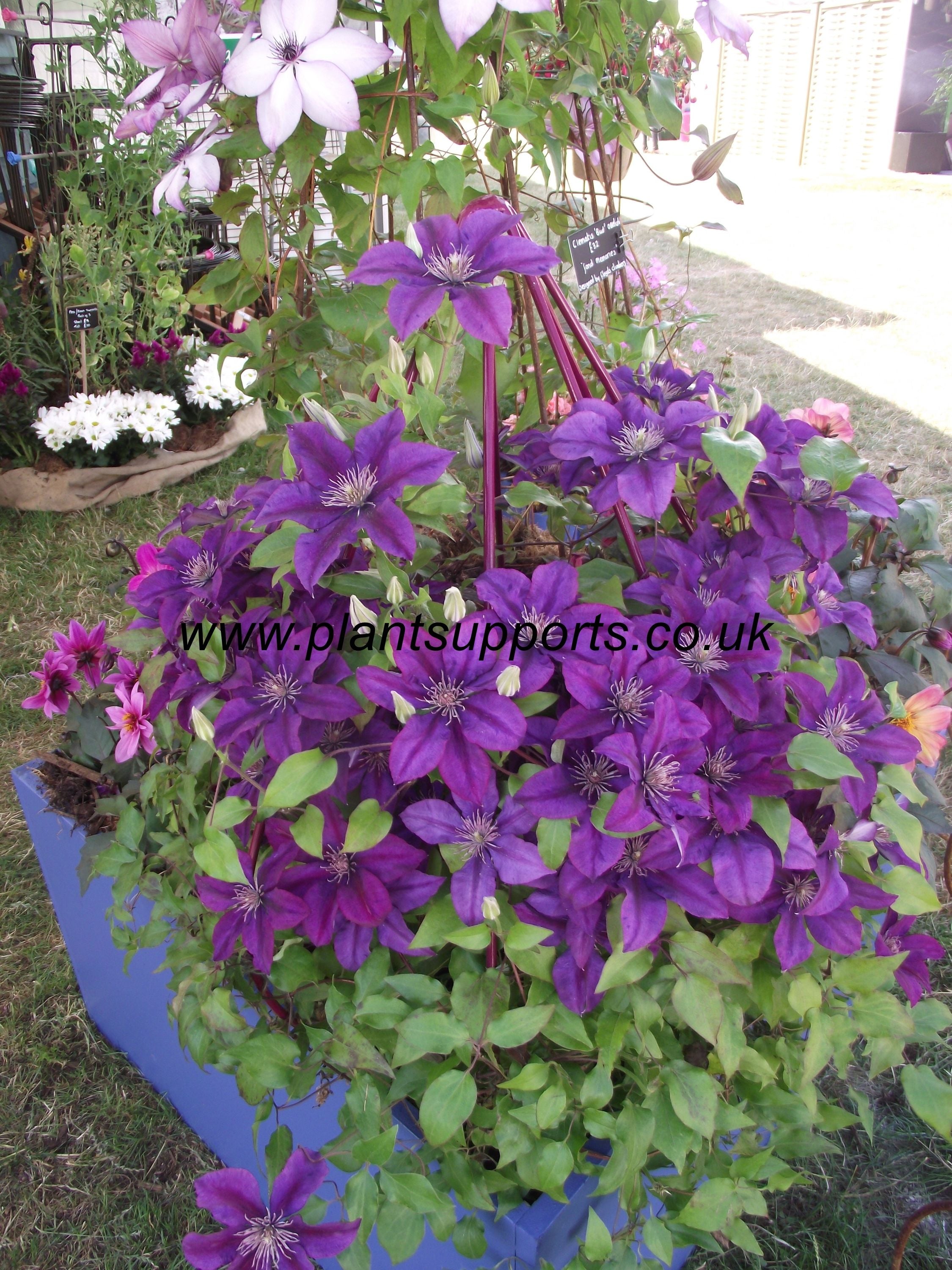 Clematis 'bud' Obelisk BUD01