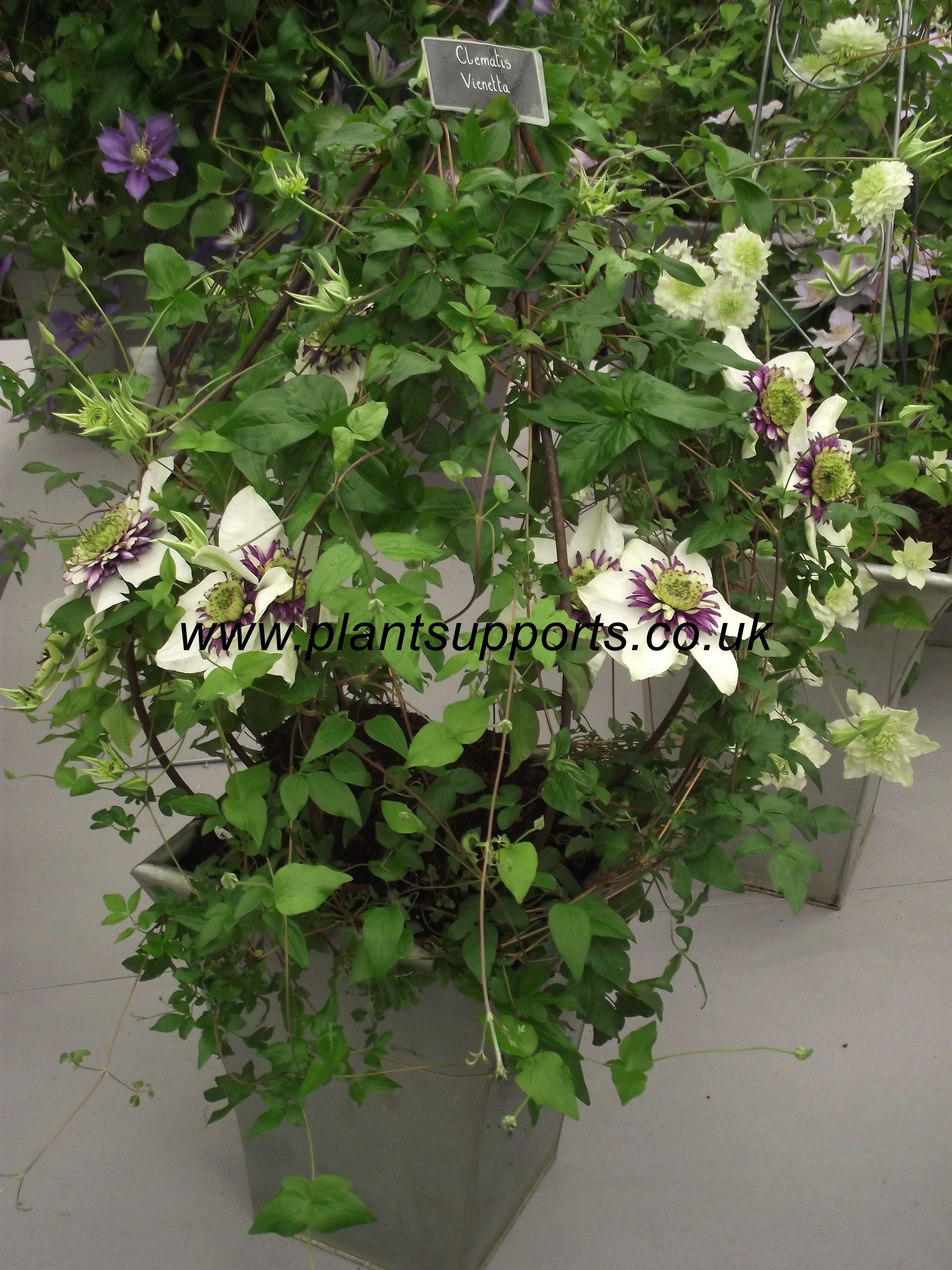 Clematis 'bud' Obelisk BUD01